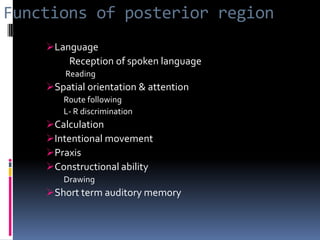 Functions of posterior regionLanguage           Reception of spoken language         Reading Spatial orientation & attentionRoute following L- R discrimination Calculation