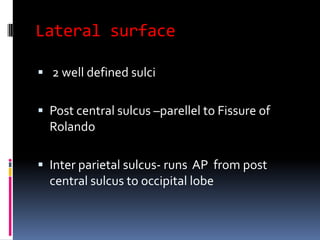 Lateral surface 2 well defined sulciPost central sulcus –parellel to Fissure of RolandoInter parietal sulcus- runs  AP  from post central sulcus to occipital lobe