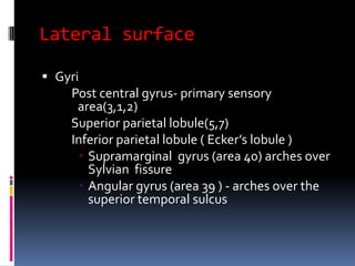 Lateral surfaceGyri Post central gyrus- primary sensory           area(3,1,2) Superior parietal lobule(5,7) Inferior parietal lobule ( Ecker’s lobule )Supramarginalgyrus (area 40) arches over Sylvian  fissure Angular gyrus (area 39 ) - arches over the superior temporal sulcus
