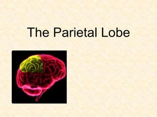 The Parietal Lobe
 