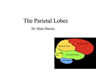 The Parietal Lobes
Dr. Manu Sharma
 
