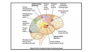 High Parietal Parietal lobe anatomy of parietal lobe of brain mostly focussing on ...