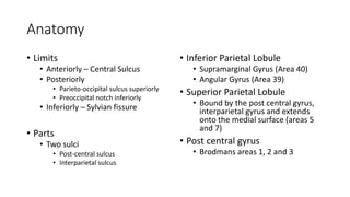 Anatomy
• Limits
• Anteriorly – Central Sulcus
• Posteriorly
• Parieto-occipital sulcus superiorly
• Preoccipital notch inferiorly
• Inferiorly – Sylvian fissure
• Parts
• Two sulci
• Post-central sulcus
• Interparietal sulcus
• Inferior Parietal Lobule
• Supramarginal Gyrus (Area 40)
• Angular Gyrus (Area 39)
• Superior Parietal Lobule
• Bound by the post central gyrus,
interparietal gyrus and extends
onto the medial surface (areas 5
and 7)
• Post central gyrus
• Brodmans areas 1, 2 and 3
 