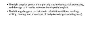 • The right angular gyrus clearly participates in visuospatial processing,
and damage to it results in severe hemi-spatial neglect.
• The left angular gyrus participate in calculation abilities, reading/
writing, naming, and some type of body-knowledge (somatognosis).
 