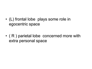 • (L) frontal lobe plays some role in
egocentric space
• ( R ) parietal lobe concerned more with
extra personal space
 