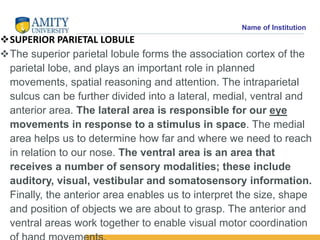 Name of Institution
SUPERIOR PARIETAL LOBULE
The superior parietal lobule forms the association cortex of the
parietal l...