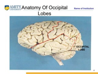 Name of Institution
Anatomy Of Occipital
Lobes
17
OCCIPITAL
LOBE
 