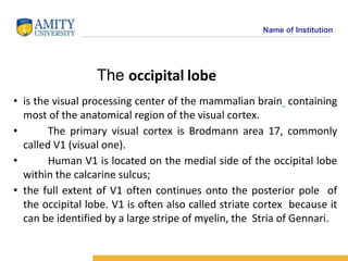 Name of Institution
The occipital lobe
• is the visual processing center of the mammalian brain containing
most of the ana...
