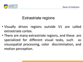 Name of Institution
Extrastriate regions
• Visually driven regions outside V1 are called
extrastriate cortex.
• There are ...