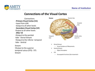 Name of Institution
Connections of the Visual Cortex
Connections
-Primary Visual Cortex (V1)
-Input from LGN
-Output to al...