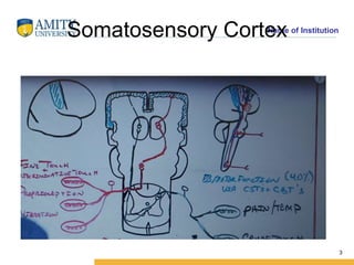 Name of Institution
Somatosensory Cortex
3
 