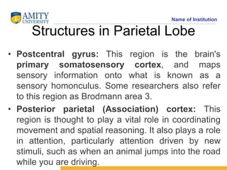Name of Institution
Structures in Parietal Lobe
• Postcentral gyrus: This region is the brain's
primary somatosensory cort...