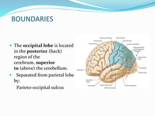 BOUNDARIES 
 The occipital lobe is located 
in the posterior (back) 
region of the 
cerebrum, superior 
to (above) the cerebellum. 
 Separated from parietal lobe 
by: 
Parieto-occipital sulcus 
 