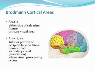 Brodmann Cortical Areas 
 Area 17 
either side of calcarine 
fissure 
primary visual area 
 Area 18, 19 
Inferior portion of 
occipital lobe on lateral 
brain surface 
secondary visual 
(association) 
where visual proccessing 
occurs 
 