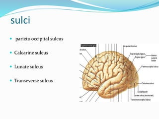 sulci 
 parieto occipital sulcus 
 Calcarine sulcus 
 Lunate sulcus 
 Transeverse sulcus 
 