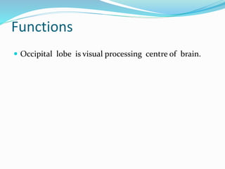 Functions 
 Occipital lobe is visual processing centre of brain. 
 