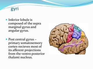 gyri 
 Inferior lobule is 
composed of the supra 
marginal gyrus and 
angular gyrus. 
 Post central gyrus – 
primary somatosensory 
cortex-recieves most of 
its afferent projections 
from the ventro posterior 
thalami nucleus. 
 