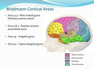 Brodmann Cortical Areas 
 Area 3,1,2 –Post central gyrus 
(Primary sensory areas) 
 Area 5 & 7 –Somato sensory 
association areas 
 Area 39 – Angular gyrus 
 Area 40 – Supra marginal gyrus 
 