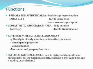 Functions 
 PRIMARY SOMASTHETIC AREA - Body image representation 
(AREA 3,1,2 ) - tactile perception 
-somato sensory perception 
 SOMASTHETIC ASSOCIATION AREA -Body in space 
(AREA 5,7) -Tactile discrimination 
 SUPERIOR PARIETAL LOBULE AND AREA 7 
-3 D analysis of body space interactions (body schema) 
- Visual spatial properties 
- Visual attention 
-Motivation and grasping functions 
 INFERIOR PARIETAL LOBULE- Last to mature anatomically and 
functionally. So, the functions are late, to develop b/w 5 and 8 yrs age. 
( reading , calculations ) 
 