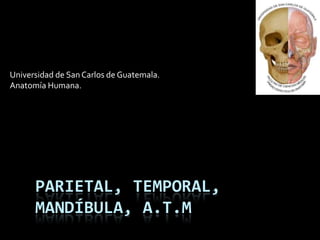 Parietal, temporal, mandíbula, a.t.m Universidad de San Carlos de Guatemala. Anatomía Humana. 