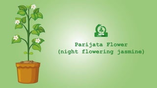 Parijata Flower
(night flowering jasmine)
 