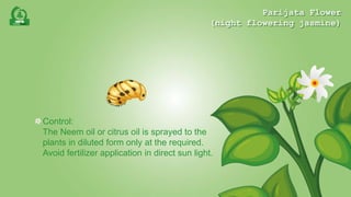 Parijata Flower - night flowering jasmine | PPTX