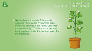 Parijata Flower - night flowering jasmine | PPTX
