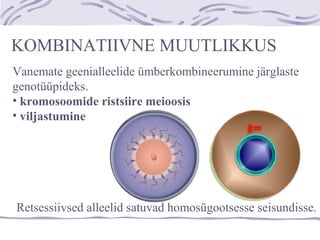 KOMBINATIIVNE MUUTLIKKUS
Vanemate geenialleelide ümberkombineerumine järglaste
genotüüpideks.
• kromosoomide ristsiire meioosis
• viljastumine
Retsessiivsed alleelid satuvad homosügootsesse seisundisse.
 
