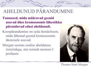 AHELDUNUD PÄRANDUMINE
Tunnused, mida määravad geenid
asuvad ühes kromosoomis lähestikku
päranduvad edasi aheldunult.
Koospärandumine on seda tõenäolisem,
mida lähemal geenid kromosoomis
üksteisele asuvad.
Morgan seostas osalise aheldatuse
ristsiirdega, mis toimub meioosi I
profaasis
Thomas Hunt Morgan
 