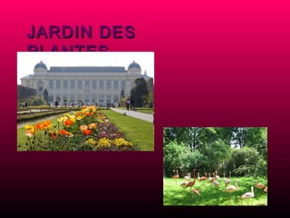 JARDIN DES PLANTES  