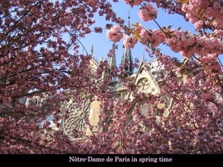 Nôtre-Dame de Paris in spring time 
