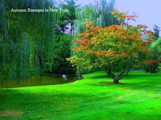Autumn Emerges in New York 