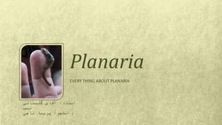 EVERY THING ABOUT PLANARIA
Planaria
‫استاد‬:‫گلستانی‬ ‫آقای‬
‫نسب‬
‫دانشجو‬:‫ناجی‬ ‫پریسا‬
 