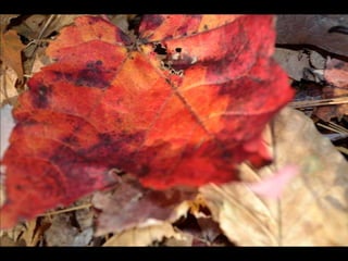 Paris' essence of fall