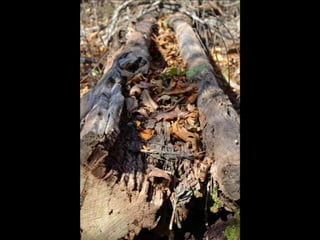 Paris' essence of fall