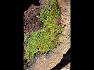 Paris' essence of fall