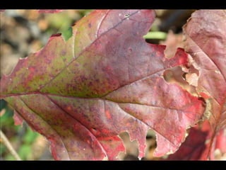 Paris' essence of fall