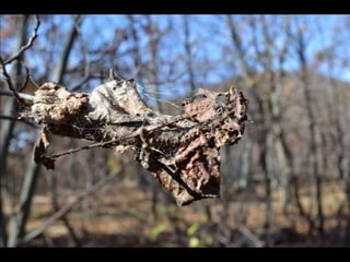 Paris' essence of fall
