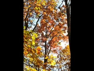 Paris' essence of fall