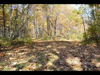 Paris' essence of fall