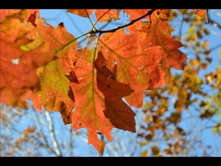 Paris' essence of fall