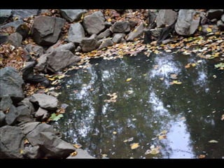 Paris' essence of fall