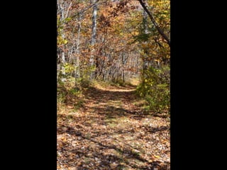 Paris' essence of fall
