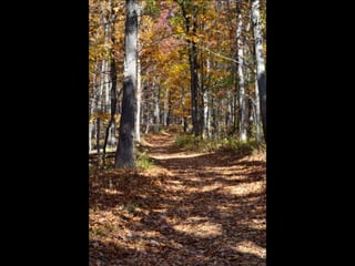 Paris' essence of fall