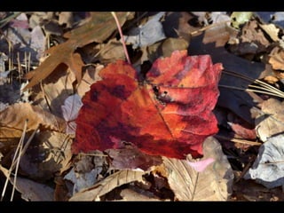 Paris' essence of fall