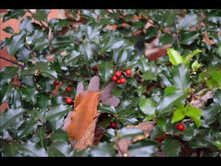 Paris' essence of fall