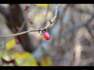 Paris' essence of fall