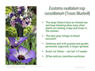 Eustoma exaltatum ssp.
russellianum (Texas Bluebell)
 The large flowers have an intense hue
and keep blooming when many other
plants are looking crispy and brown in
the summer.
 The blue-gray foliage is almost
succulent.
 Combines well with grasses and garden
perennials, especially in larger gardens.
 Great cut flower – can last 1-2 weeks
 Often sold as Lisianthus exaltatum
© Project SOUND
https://plantsofthesouthwest.com/products/eustoma-exaltatum-ssp-
russellianum?variant=11501384901
 
