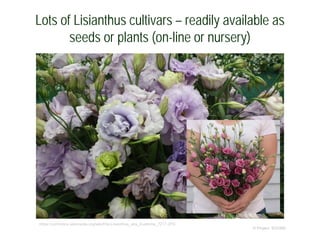Lots of Lisianthus cultivars – readily available as
seeds or plants (on-line or nursery)
© Project SOUND
https://commons.wikimedia.org/wiki/File:Lisianthus_aka_Eustoma_7217.JPG
 