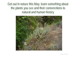 Get out in nature this May; learn something about
the plants you see and their connenctions to
natural and human history
© Project SOUND
 